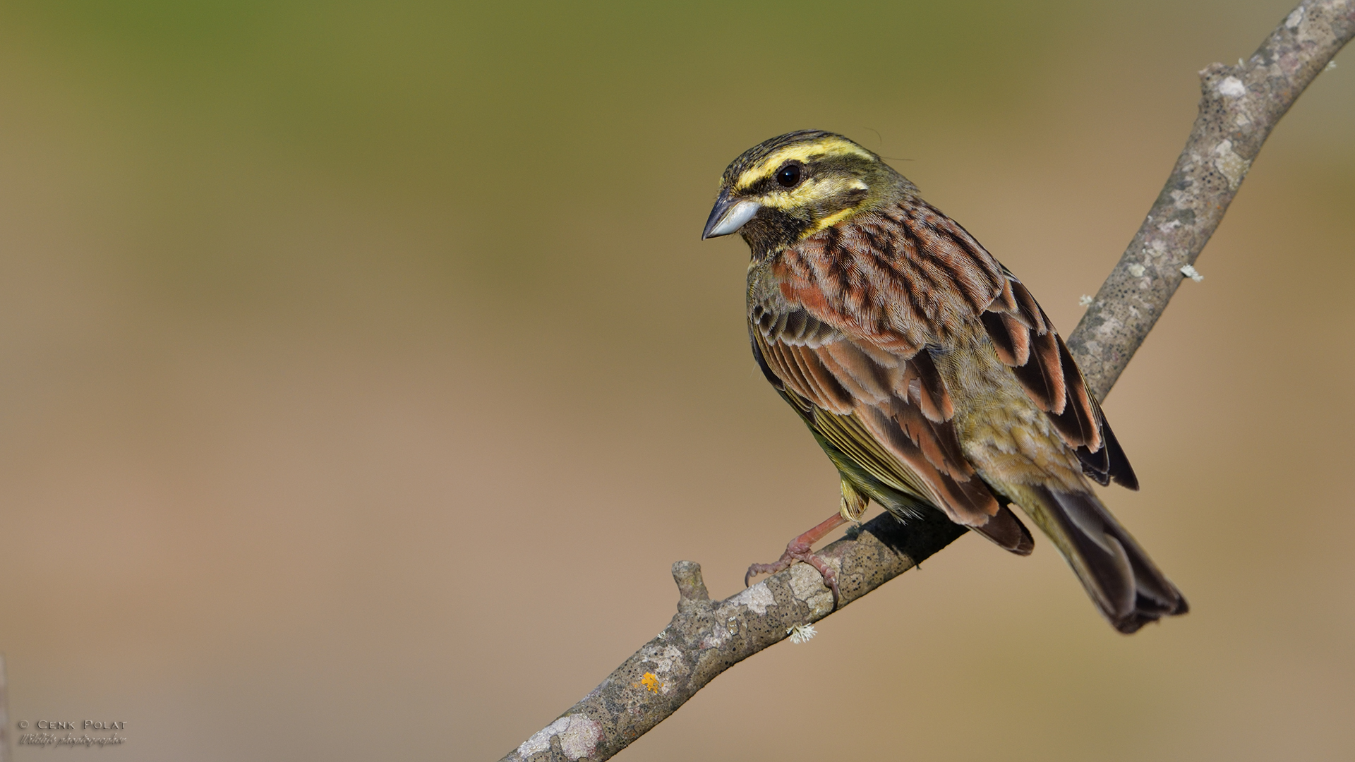 Cirl Bunting